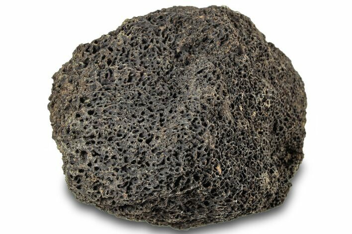 Dinosaur (Triceratops) Bone Section - Montana #312307